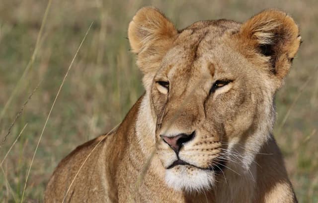 The Best of Tanzania & Kenya – 7-Day Safari